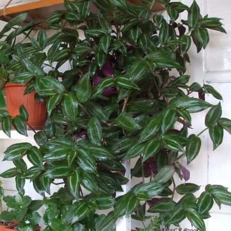 Tradescantia zebrina (T)